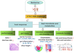 Graphical abstract: Dietary berberine supplementation improves growth performance and alleviates gut injury in weaned piglets by modulating ileal microbiota and metabolites