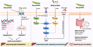 Graphical abstract: Soy protein compared with whey protein ameliorates insulin resistance by regulating lipid metabolism, AMPK/mTOR pathway and gut microbiota in high-fat diet-fed mice