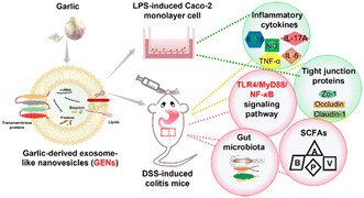 Graphical abstract: Garlic-derived exosome-like nanovesicles alleviate dextran sulphate sodium-induced mouse colitis via the TLR4/MyD88/NF-κB pathway and gut microbiota modulation