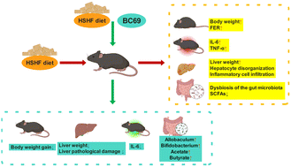 Graphical abstract: Effects of the probiotic Bacillus coagulans BC69 on the metabolic and histological alterations induced by a high-sugar and high-fat diet in C57BL/6J mice