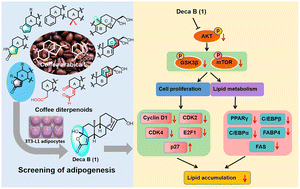 Graphical abstract: Identification and screening of novel diterpenoids from roasted arabica coffee in the regulation of lipid content in white adipocytes