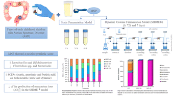 Graphical abstract: Revealing the beneficial effects of a dairy infant formula on the gut microbiota of early childhood children with autistic spectrum disorder using static and SHIME® fermentation models