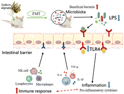 Graphical abstract: Fecal microbiota transplantation from sodium alginate-dosed mice and normal mice mitigates intestinal barrier injury and gut dysbiosis induced by antibiotics and cyclophosphamide