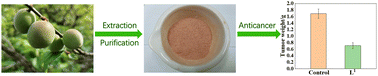 Graphical abstract: Polyphenols from Prunus mume: extraction, purification, and anticancer activity