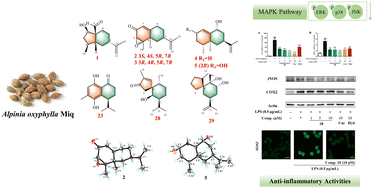 Graphical abstract: Eremophilane and cadinane sesquiterpenoids from the fruits of Alpinia oxyphylla and their anti-inflammatory activities