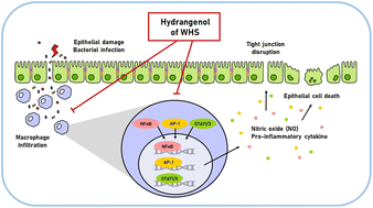 Graphical abstract: Hydrangenol, an active constituent of Hydrangea serrata (Thunb.) Ser., ameliorates colitis through suppression of macrophage-mediated inflammation in dextran sulfate sodium-treated mice