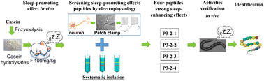 Graphical abstract: Four novel sleep-promoting peptides screened and identified from bovine casein hydrolysates using a patch-clamp model in vitro and Caenorhabditis elegans in vivo