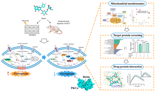 Graphical abstract: Characterization of PKCα-rutin interactions and their application as a treatment strategy for pulmonary arterial hypertension by inhibiting ferroptosis