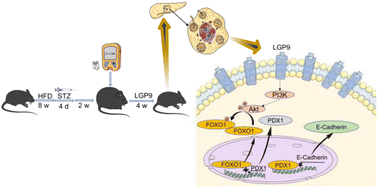 Graphical abstract: A bovine milk-derived peptide ameliorates pancreatic β-cell dedifferentiation through PI3K/Akt/FOXO1 signaling in type 2 diabetes