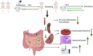 Graphical abstract: Carbohydrate supplementation retains intestinal barrier and ameliorates bacterial translocation in an antibiotic-induced mouse model