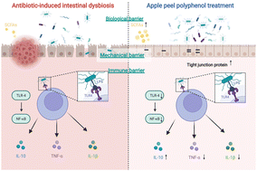 Graphical abstract: Apple peel polyphenol alleviates antibiotic-induced intestinal dysbiosis by modulating tight junction proteins, the TLR4/NF-κB pathway and intestinal flora