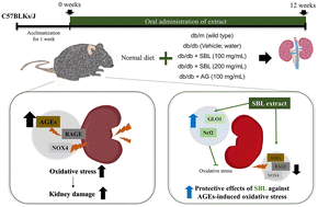 Graphical abstract: Hippophae rhamnoides L. leaf extracts alleviate diabetic nephropathy via attenuation of advanced glycation end product-induced oxidative stress in db/db mice