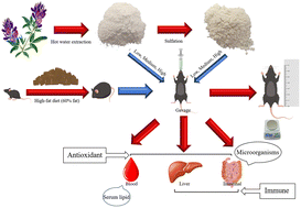 Graphical abstract: The potential role of alfalfa polysaccharides and their sulphated derivatives in the alleviation of obesity