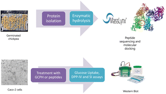 Graphical abstract: Germinated chickpea protein ficin hydrolysate and its peptides inhibited glucose uptake and affected the bitter receptor signaling pathway in vitro