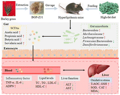 Graphical abstract: The anti-hyperlipidemic effect and underlying mechanisms of barley (Hordeum vulgare L.) grass polysaccharides in mice induced by a high-fat diet