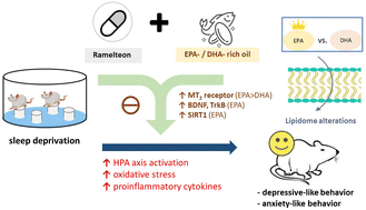 Graphical abstract: Modulatory effect of n-3 polyunsaturated fatty acids on depressive-like behaviors in rats with chronic sleep deprivation: potential involvement of melatonin receptor pathway and brain lipidome