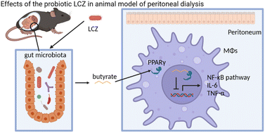 Graphical abstract: The probiotic Lactobacillus casei Zhang-mediated correction of gut dysbiosis ameliorates peritoneal fibrosis by suppressing macrophage-related inflammation via the butyrate/PPAR-γ/NF-κB pathway
