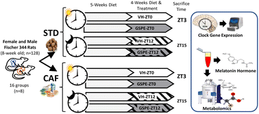 Graphical abstract: Administration time effect of dietary proanthocyanidins on the metabolome of Fischer 344 rats is sex- and diet-dependent