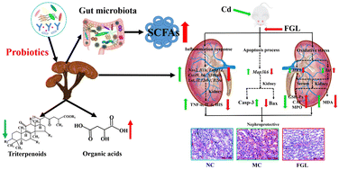 Graphical abstract: Mapping the metabolic characteristics of probiotic-fermented Ganoderma lucidum and its protective mechanism against Cd-induced nephrotoxicity