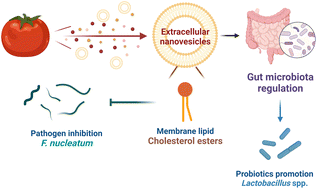 Graphical abstract: Tomato-fruit-derived extracellular vesicles inhibit Fusobacterium nucleatum via lipid-mediated mechanism
