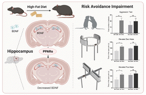 Graphical abstract: PPARα is involved in high-fat diet-induced risk avoidance impairment via the regulation of hippocampal BDNF