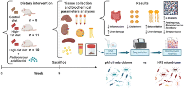 Graphical abstract: Pediococcus acidilactici (pA1c®) alleviates obesity-related dyslipidemia and inflammation in Wistar rats by activating beta-oxidation and modulating the gut microbiota