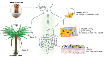 Graphical abstract: The fate of mamaku gum in the gut: effect on in vitro gastrointestinal function and colon fermentation by human faecal microbiota