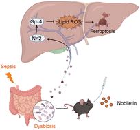 Graphical abstract: Nobiletin protects against ferroptosis to alleviate sepsis-associated acute liver injury by modulating the gut microbiota