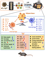 Graphical abstract: Large yellow tea polysaccharides ameliorate obesity-associated metabolic syndrome by promoting M2 polarization of adipose tissue macrophages