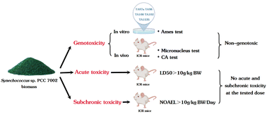 Graphical abstract: Safety assessment of Synechococcus sp. PCC 7002 biomass: genotoxicity, acute and subchronic toxicity studies