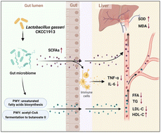 Graphical abstract: Lactobacillus gasseri CKCC1913 mediated modulation of the gut–liver axis alleviated insulin resistance and liver damage induced by type 2 diabetes