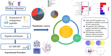 Graphical abstract: Characterization and biological function analysis of endogenous peptides derived from donkey colostrum proteins