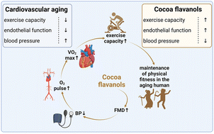 Graphical abstract: Cocoa flavanols improve peakVO2 and exercise capacity in a randomized double blinded clinical trial in healthy elderly people