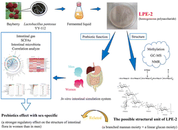 Graphical abstract: An exopolysaccharide from Lactobacillus pentosus YY-112: structure and effect on the human intestinal microbiota