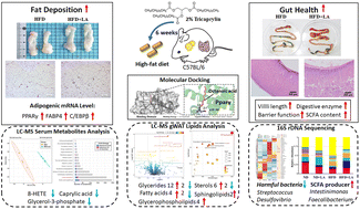 Graphical abstract: Tricaprylin, a medium-chain triglyceride, aggravates high-fat diet-induced fat deposition but improves intestinal health