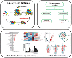 Graphical abstract: Multiomics reveals the mechanism of B. longum in promoting the formation of mixed-species biofilms