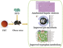 Graphical abstract: Fuzhuan brick tea ameliorates hepatic steatosis and steatohepatitis through gut microbiota-derived aryl hydrocarbon receptor ligands in high-fat diet-induced obese mice
