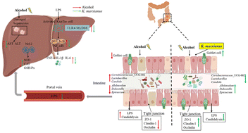 Graphical abstract: Kluyveromyces marxianus supplementation ameliorates alcohol-induced liver injury associated with the modulation of gut microbiota in mice