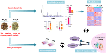 Graphical abstract: Comparison of the inedible parts of white and green asparagus based on metabolomics and network pharmacology