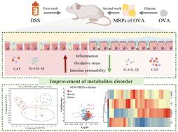 Graphical abstract: Untargeted metabolomics revealed the regulatory effect of Maillard reaction products of ovalbumin with different degrees on the metabolism of colitis mice