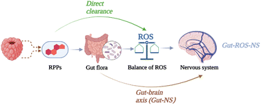 Graphical abstract: Raspberry polyphenols alleviate neurodegenerative diseases: through gut microbiota and ROS signals