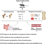 Graphical abstract: Diallyl trisulfide ameliorates bone loss and alters specific gut microbiota and serum metabolites in natural aging mice