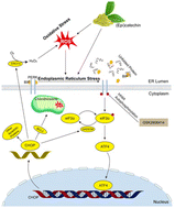Graphical abstract: (Epi)catechin damage effects on the development of mouse intestinal epithelial structure through the PERK-eIF2α-ATF4-CHOP pathway