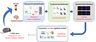 Graphical abstract: Revealing the role of leucine in improving the social avoidance behavior of depression through a combination of untargeted and targeted metabolomics