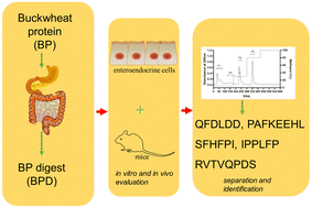 Graphical abstract: In vitro gastrointestinal digestion of buckwheat (Fagopyrum esculentum Moench) protein: release and structural characteristics of novel bioactive peptides stimulating gut cholecystokinin secretion