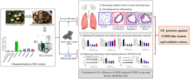 Graphical abstract: Citrus peel extract protects against diesel exhaust particle-induced chronic obstructive pulmonary disease-like lung lesions and oxidative stress