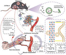 Graphical abstract: Dietary Lactobacillus rhamnosus GG extracellular vesicles enhance antiprogrammed cell death 1 (anti-PD-1) immunotherapy efficacy against colorectal cancer