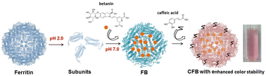Graphical abstract: Phytoferritin functions in two interface-loading of natural pigment betanin and caffeic acid with enhanced color stability and the sustained release of betanin