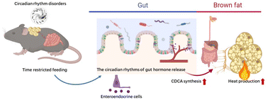 Graphical abstract: Time-restricted feeding alleviates metabolic implications of circadian disruption by regulating gut hormone release and brown fat activation