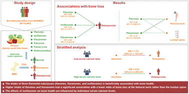 Graphical abstract: Intake of dietary flavonoids in relation to bone loss among U.S. adults: a promising strategy for improving bone health